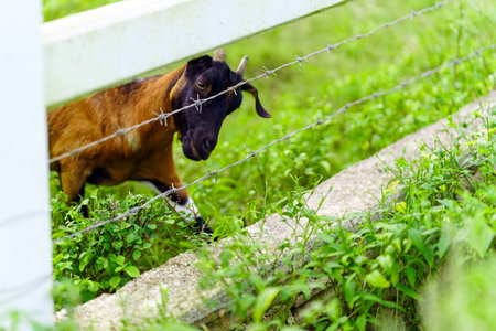 Curious goat looking at the camera over the fenceの写真素材