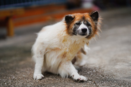 A white long-haired Thai dog actively scratches itself while sitting on a rough cement court.の写真素材