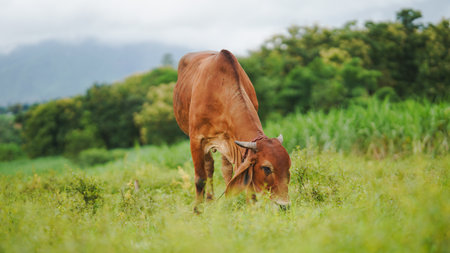 A brown cow grazing peacefully in a lush green field, surrounded by trees and gentle hills under a cloudy sky, creating a serene countryside atmosphere.の写真素材