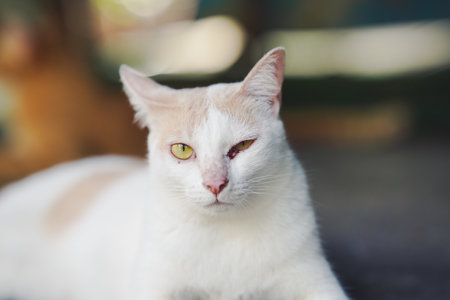 White and cream-colored cat with sharp yellow eyes and a visible eyes injury lying outdoors, with a...