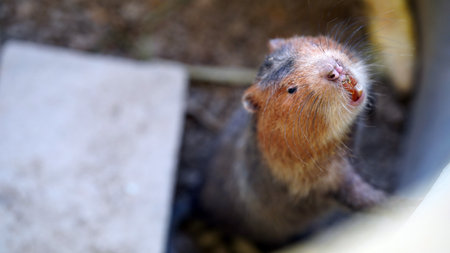 A gopher emerging from its burrow with orange teeth and detailed whiskers visible, captured in a natural outdoor environment.の写真素材