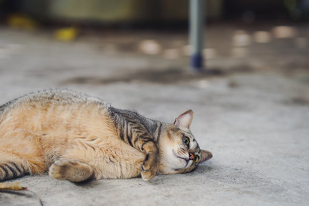A playful cat lies on its back, enjoying a sunny spot on a concrete surface, showcasing its relaxed demeanor and playful spirit.の写真素材