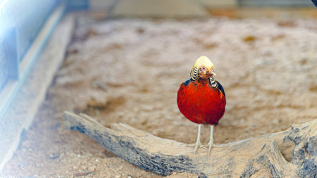 A vibrant bird stands on a log, showcasing its striking red plumage and unique features in a serene environment.の写真素材