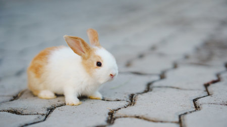 Rabbit innocent curious concept. A small rabbit with brown and white fur sits on a cobblestone surface.の写真素材