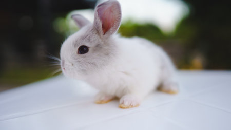 Rabbit innocent curious concept. A small, adorable bunny with gray and white fur exploring its surroundings.の写真素材