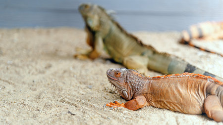 Two iguanas resting on sandy ground, showcasing their distinctive colors and textures in a natural habitat.の写真素材