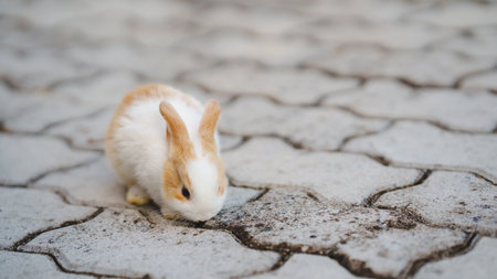 Rabbit innocent curious concept. A small rabbit exploring a patterned stone surface.の写真素材