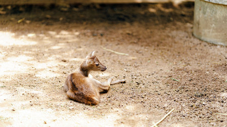 A small deer lies on the ground, surrounded by a natural setting, showcasing its calm demeanor and earthy surroundings.の写真素材