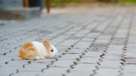 Rabbit innocent curious concept. A small rabbit resting on a paved surface in a serene outdoor setting.の写真素材