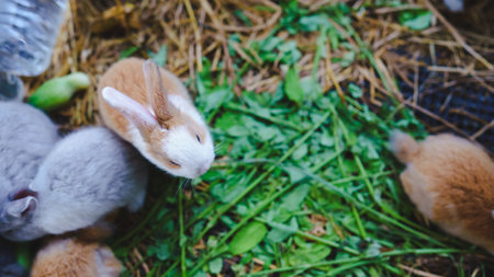 Rabbit innocent curious concept. A group of cute rabbits foraging on green grass in a cozy environment.の写真素材