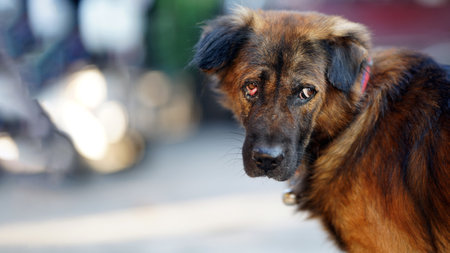 Close-up of dog with eye injury with white lump, blurred outdoor scene, pet health conceptの写真素材