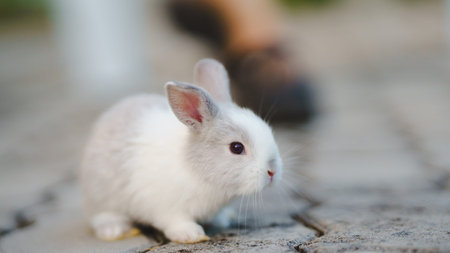 Rabbit innocent curious concept. A small, fluffy rabbit with gray and white fur exploring its surroundings.の写真素材