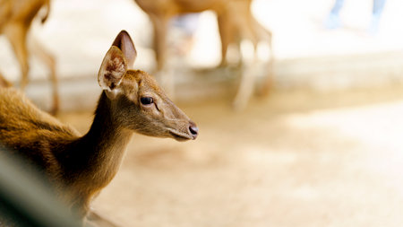 A close-up of a deer, showcasing its calm demeanor and detailed features, with soft focus on its surroundings.の写真素材