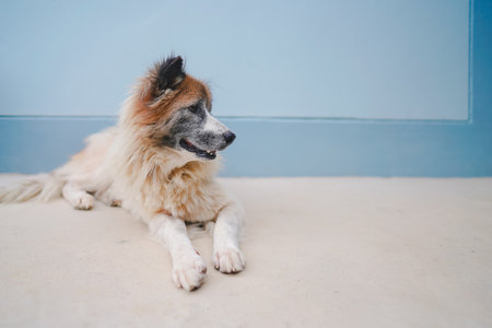 Fluffy dog lying on floor and looking sideways, captured in natural light, representing calm pet behavior and animal lifestyle.の写真素材