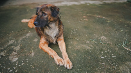 A brown and black dog lying on the ground, looking away with a calm expression, representing relaxed animal behavior.の写真素材