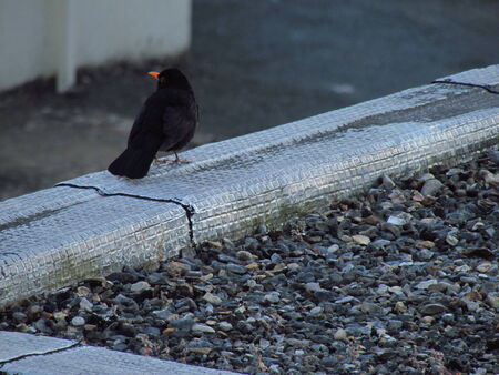Blackbird on a roofの写真素材