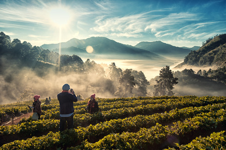Chiang Mai, Thailand - December 15, 2012: Tourists are enjoying morning light with sea of fog at Doi Angkhang Strawberry farm, Chiang Mai, Thailand.のeditorial素材