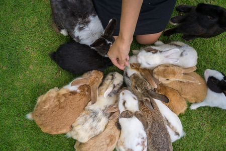 Hand of a woman with some food in her hand feeding group of rabbits on a grass field.の写真素材