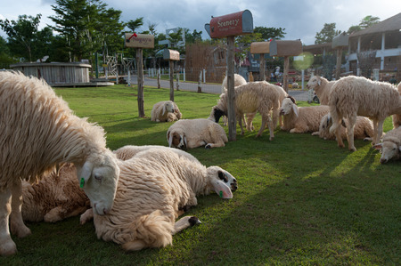 Ratchaburi, Thailand - June 22, 2012: Sheep rest on the grass field in the afternoon sunlight.のeditorial素材