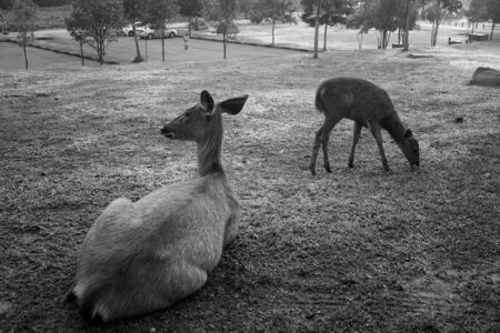 Nakhon Ratchasima, Thailand - April 7, 2014: Forest deer live closely to human at Lam Takhong camping area.のeditorial素材