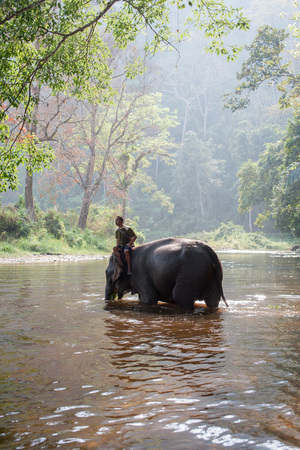 Kanchanaburi, Thailand - February 27, 2011: Unidentified mahout rides on his elephant in the middle of the shallow river.のeditorial素材