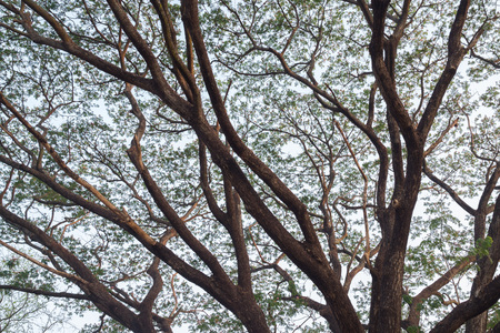 Branches of a big tree against the pale blue sky in the background.の写真素材