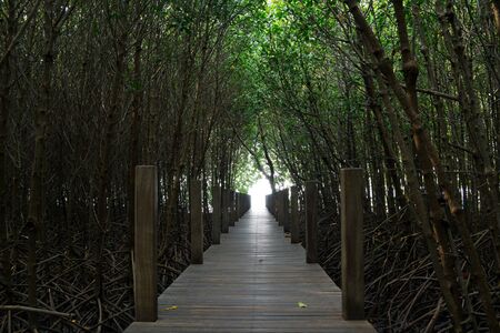 Wooden path and the tunnel of trees in the mangrove forest.の写真素材
