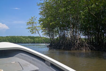 Boat running along the shore of mangrove forest.の写真素材