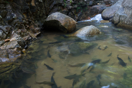 Shoal of fish swimming in the water near a small waterfall.の写真素材