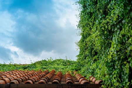 Orange ceramic roof tile covered with green vines against blue cloudy sky.