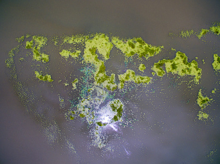 Aerial view abstract of green duckweed and water lettuce in river.