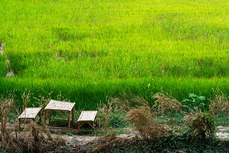 Bamboo table and chairs on small dirt road near green rice farm.の写真素材