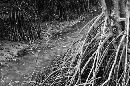Roots of mangrove trees and small stream in the mangrove forest in black and white.