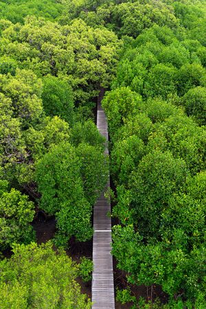 Aerial view of wooden elevated walkway in green mangrove forest in Thailand.の写真素材