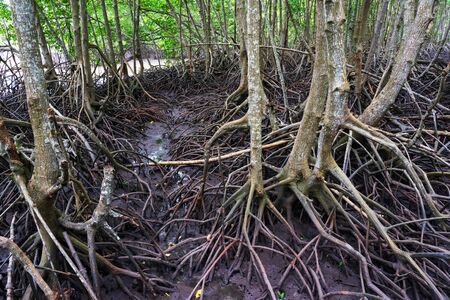 Roots of mangrove trees in the forest in Rayong, Thailand.