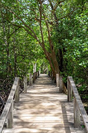 Small wooden bridge in green mangrove forest in Rayong, Thailand.の写真素材