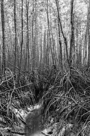 Small canal in mangrove forest with tree trunks and roots in black and white.の写真素材