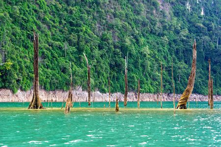 Dead trees in the lake with cliff and green plant background in Khao Sok National Park in Surat...