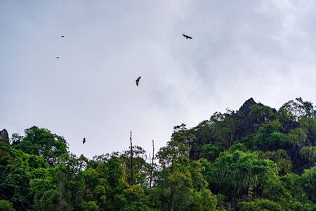 Bats flying in the cloudy sky over dark green forest.の写真素材