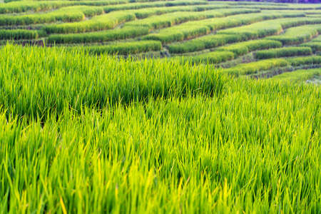 Green rice leaves and paddy on rice terraces in Chiang Mai, Thailand.