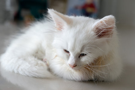 Sick little white kitten with feline panleukopenia lying on the floor with sad eyes and some vomit on her fluffy hair.の写真素材