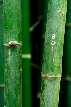 Initials and heart shape carved on a green bamboo tree symbolizes love.の写真素材