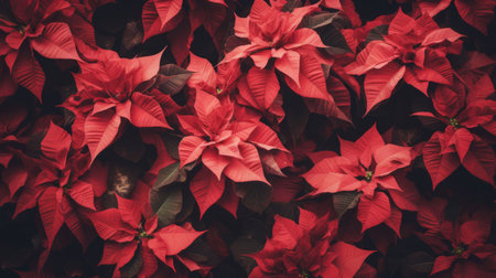 Red poinsettia flowers for Christmas and New Year background.の素材