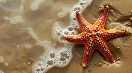 Starfish on the beach with foam in the water. Top viewの素材
