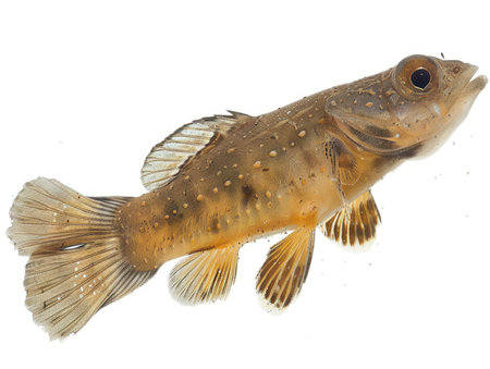 Carp fish isolated on a white background. Close-up.の素材
