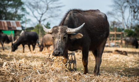 Buffalo eats the corn husks in the farm.の写真素材