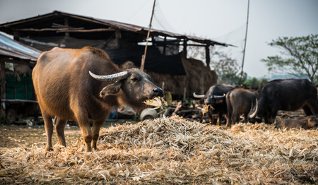 Buffalo eats the corn husks in the farm.の写真素材