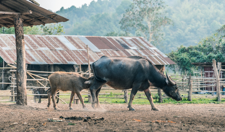 Buffalo breast milk in the farm.の写真素材