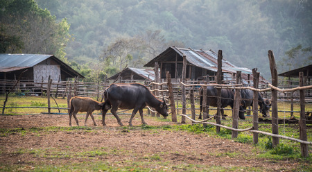 Buffalo breast milk in the farm.の写真素材