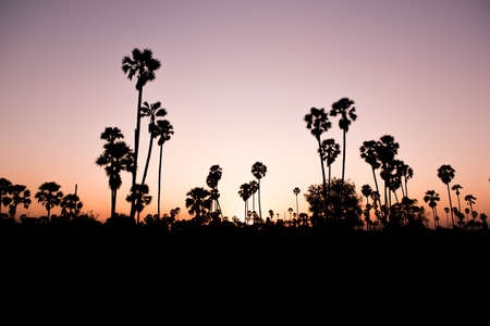 tree pathum thaniの写真素材